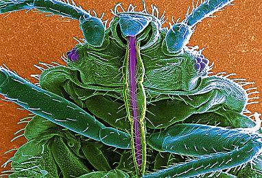 极限竞速：地平线5全新DLC“拉力赛大冒险”正式解禁